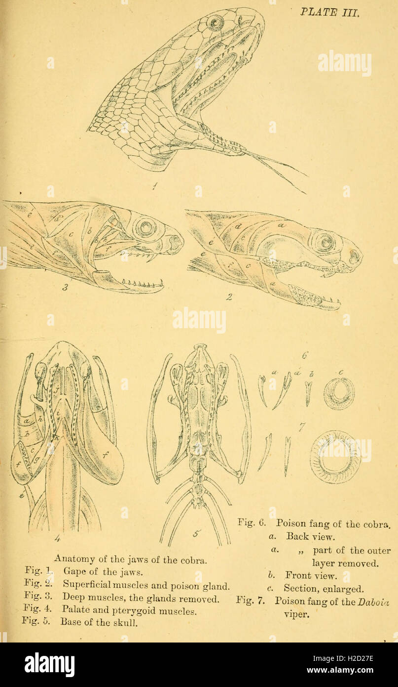 Snake Description This work presents illustrations and descriptions of various snake ...