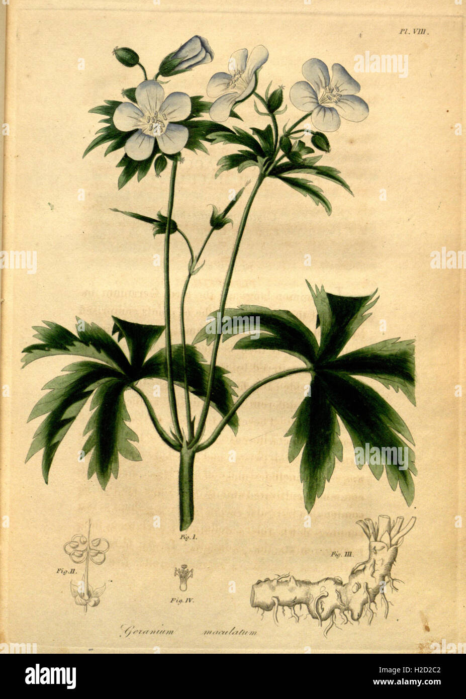 Botanically A detailed botanical study focusing on the medicinal uses and ...