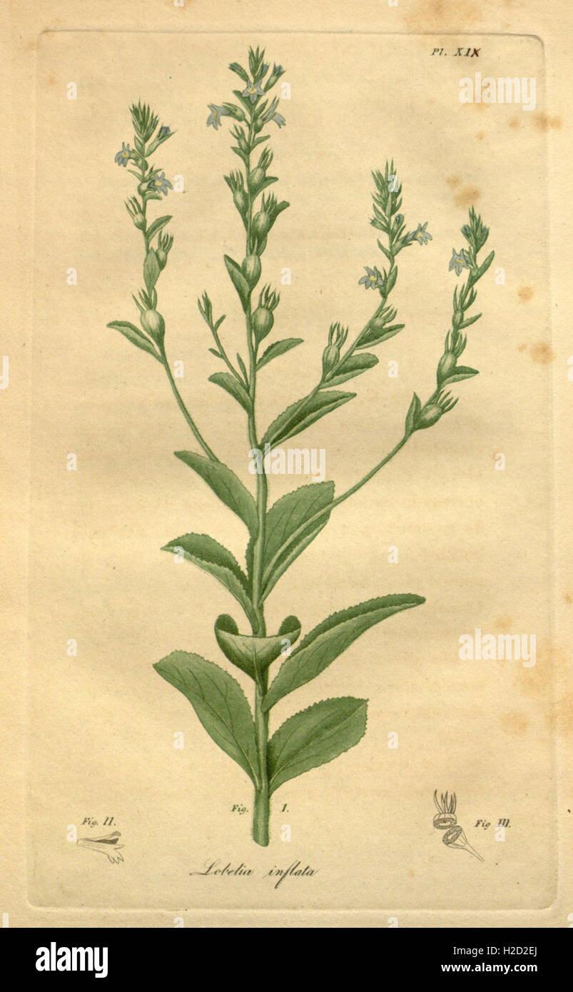 American medical botany (Pl. XIX) Stock Photo