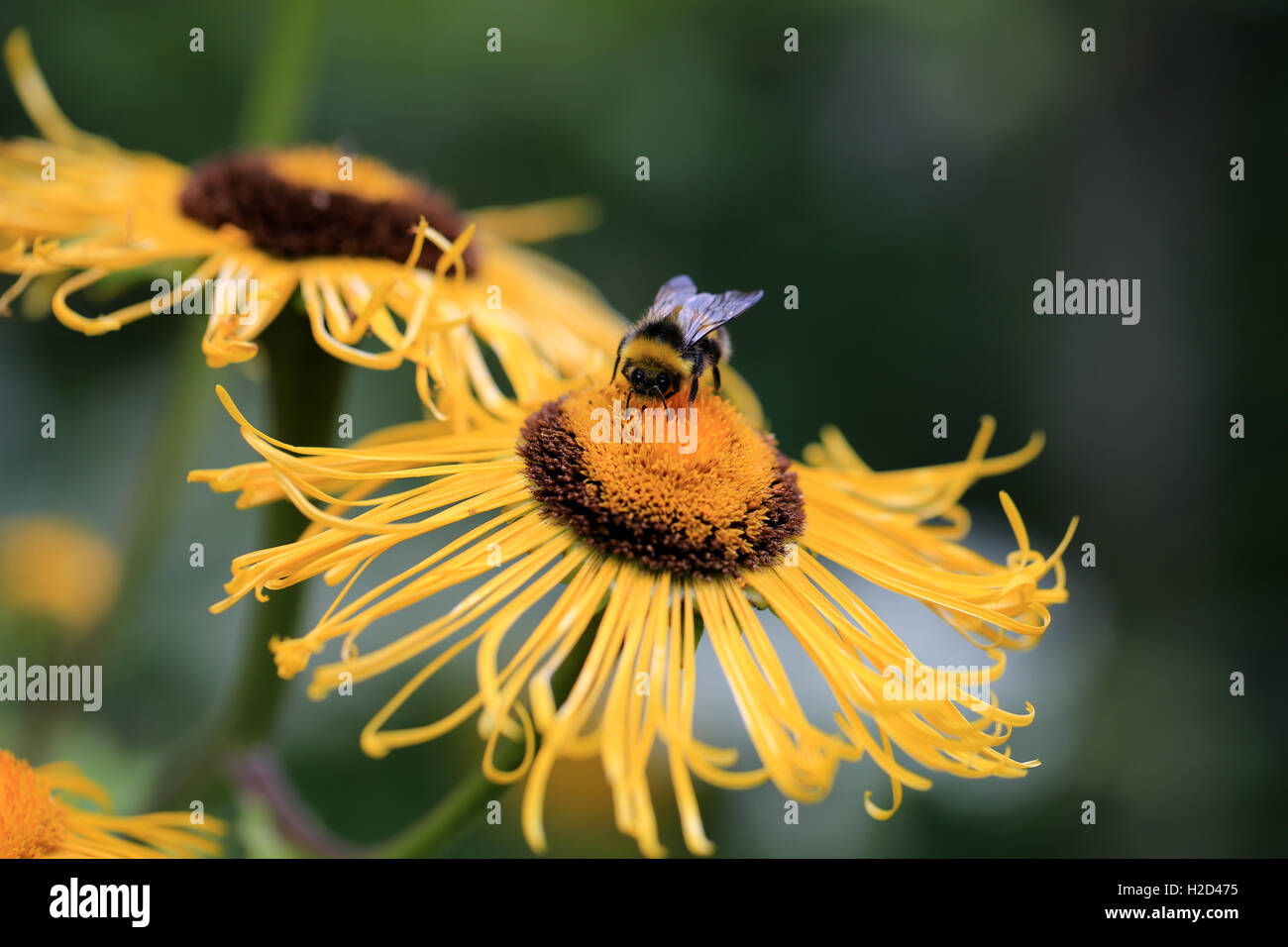 Giant Inula Helenium flowers with a bumblebee Stock Photo
