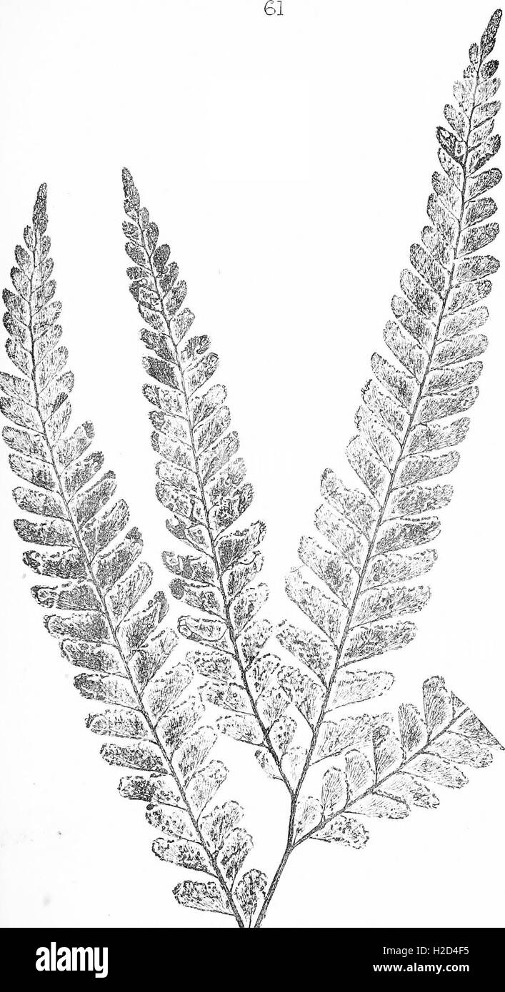 This botanical work presents lithographs of ferns native to Queensland ...