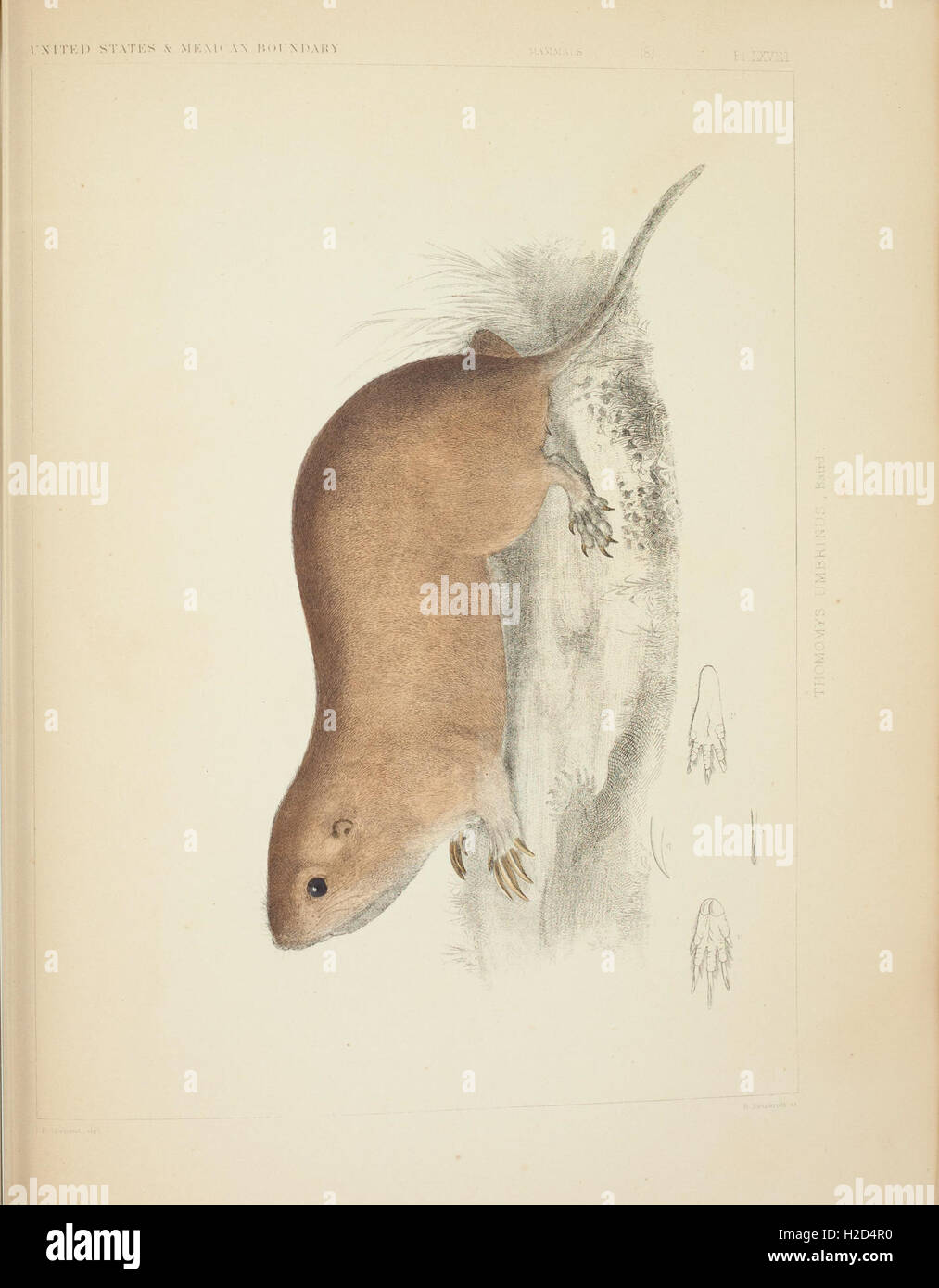 Mammals of North America; the description of species based chiefly on the collections in the Museum of the Smithsonian Institution (Plate LXVIII) Stock Photo