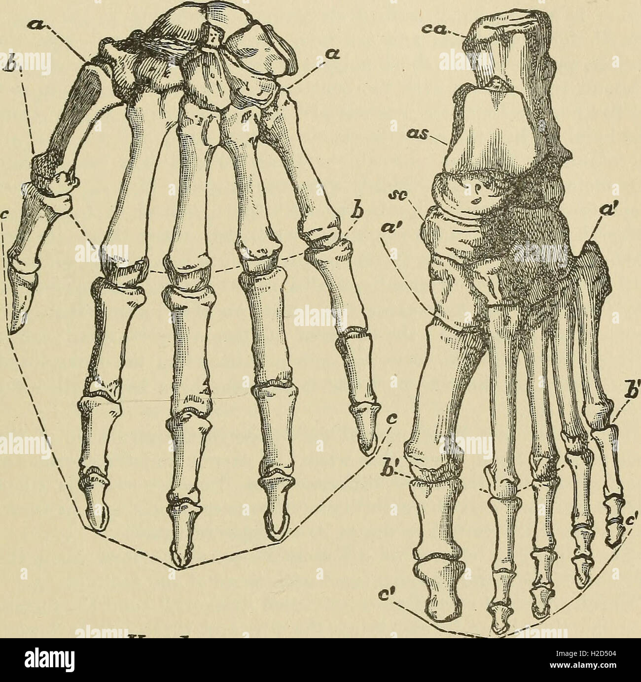 Human Collection This 1904 collection of essays explores human evolution, anthropology ...
