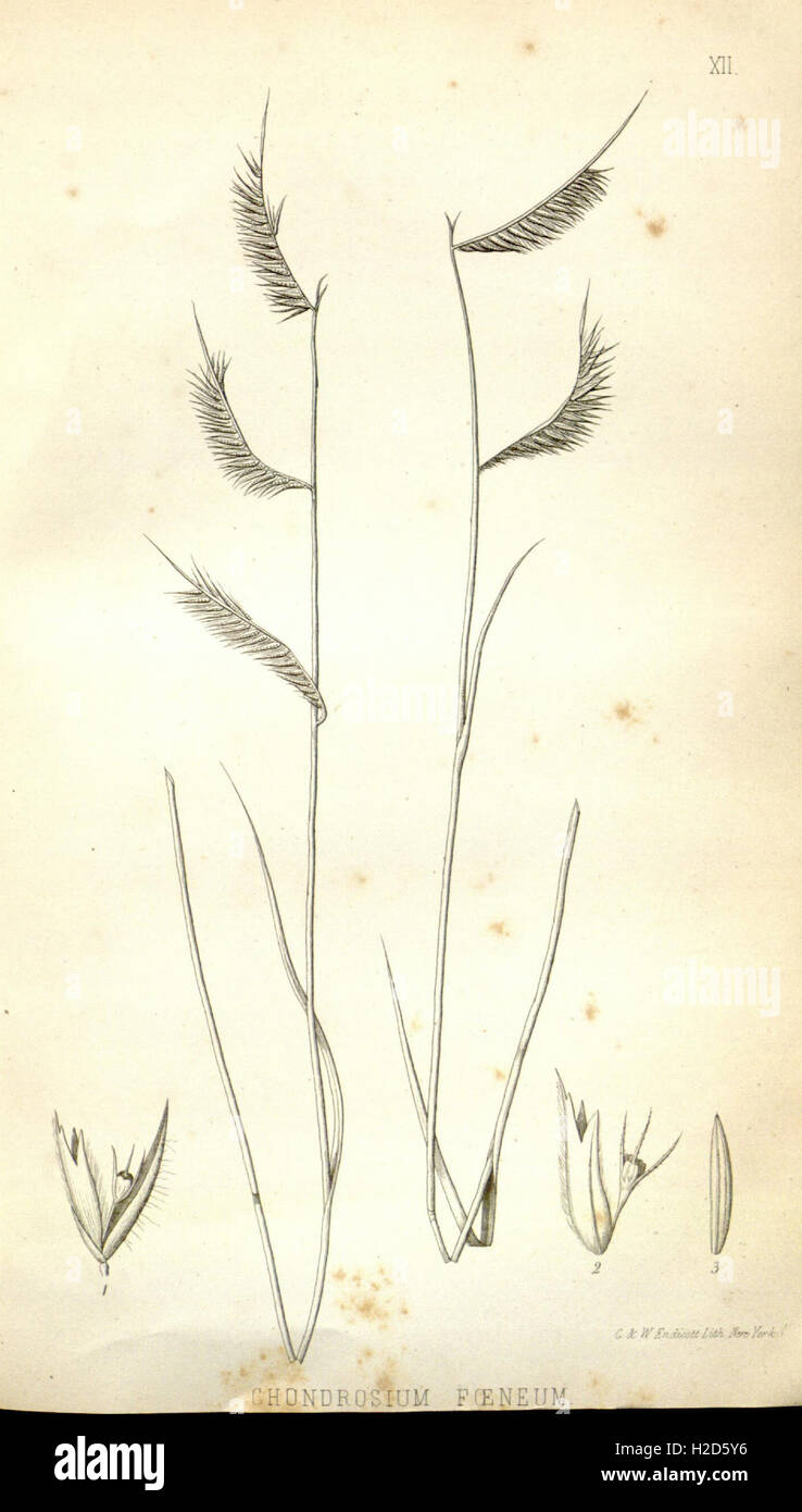 Notes of military reconnoissance (Plate XII Stock Photo Alamy