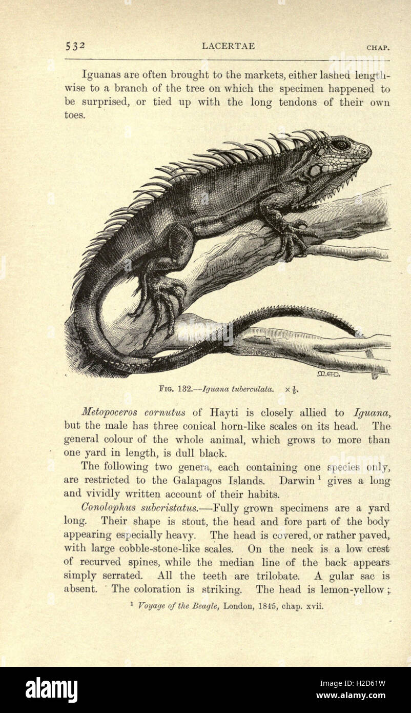 Amphibia and reptiles (Page 532, Fig. 132) Stock Photo