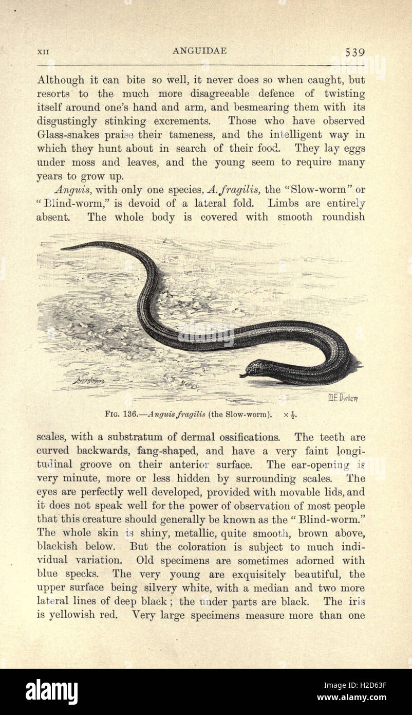 This page discusses amphibians and reptiles, focusing on their anatomy ...