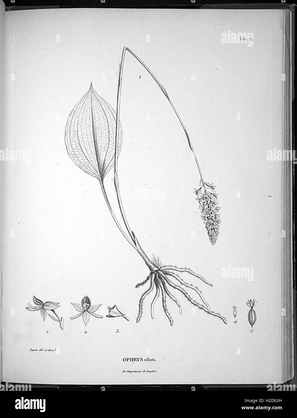 Lens Genus This work presents new genera and species of plants, offering a ...
