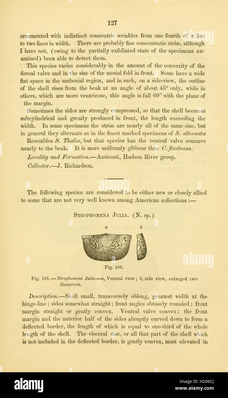 A detailed study of fossils from the Paleozoic era, showcasing ancient ...