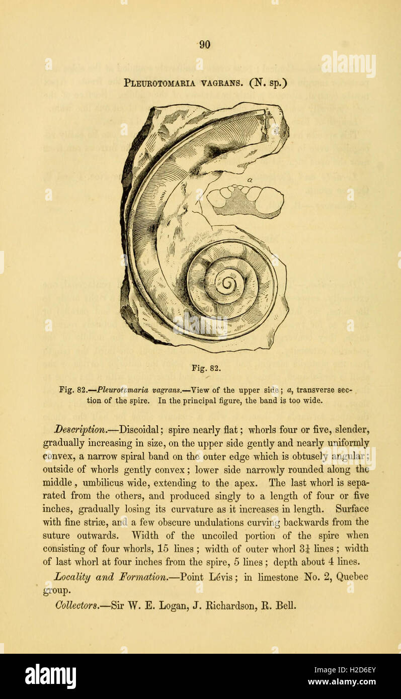 A study of fossils from the Paleozoic era, highlighting key species and ...