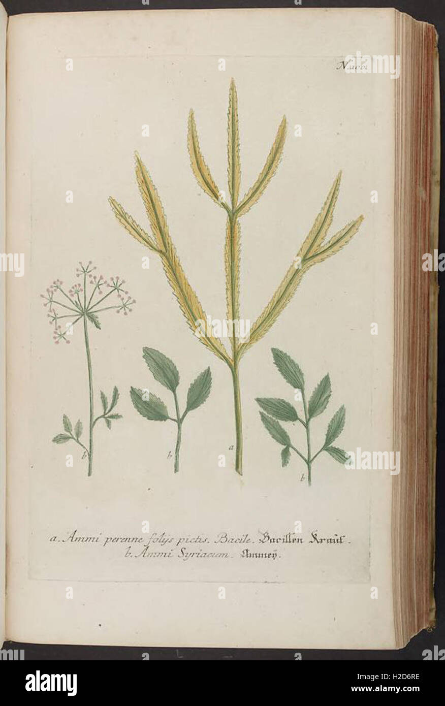 Plant Identification Chart An illustrated catalog of thousands of plant species, providing ...