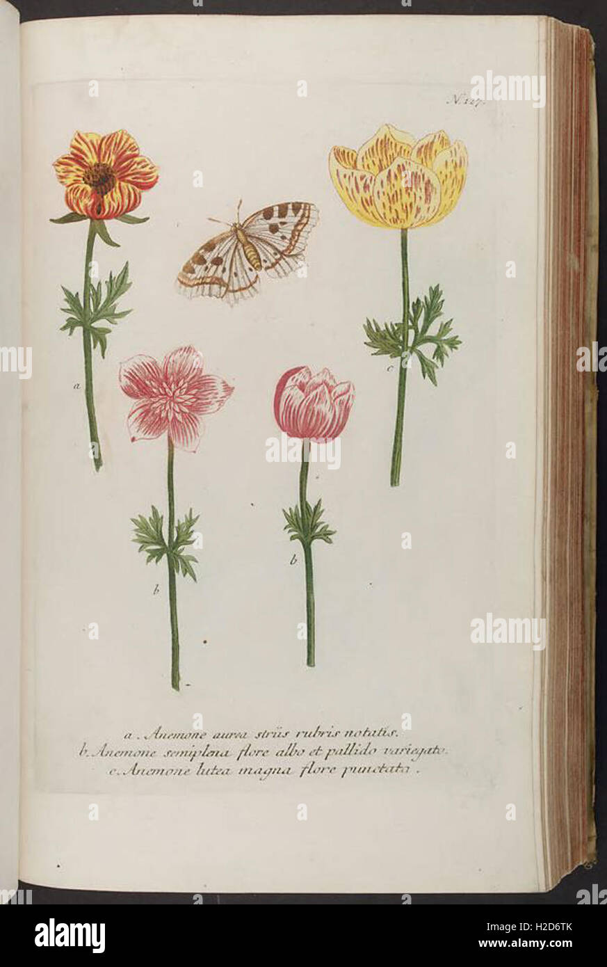 This botanical work presents an illustrated catalog of plant species ...