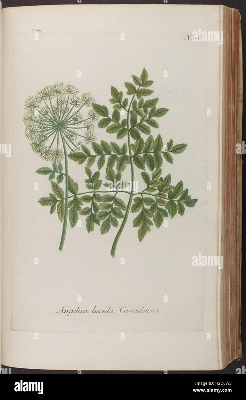 An iconographic work, illustrating thousands of plant species, as ...