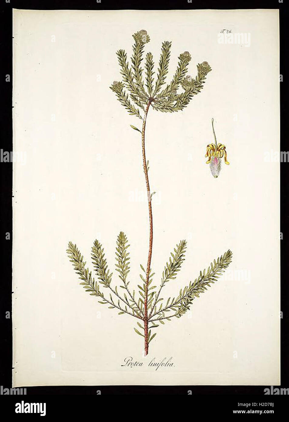 Plantarum rariorum horti caesarei Schoenbrunnensis descriptiones et