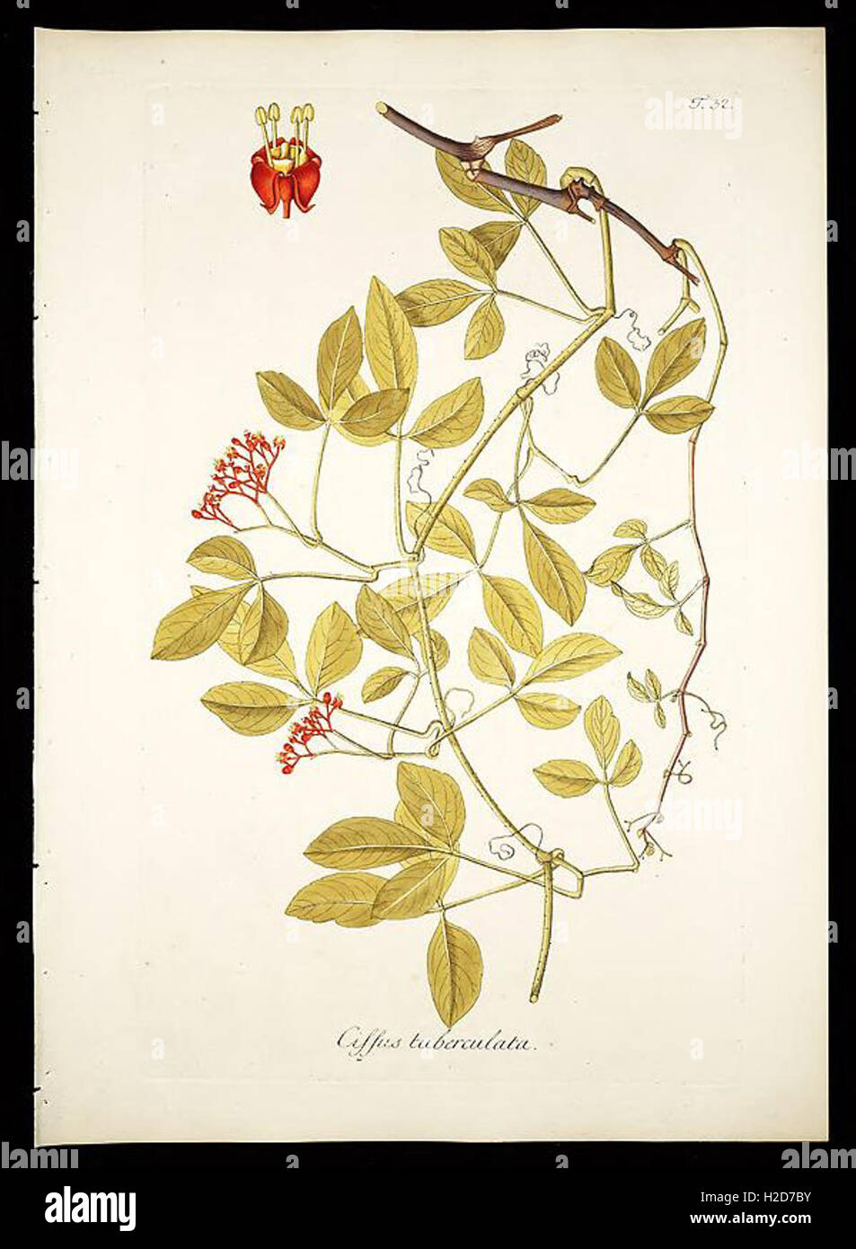 Plantarum rariorum horti caesarei Schoenbrunnensis descriptiones et