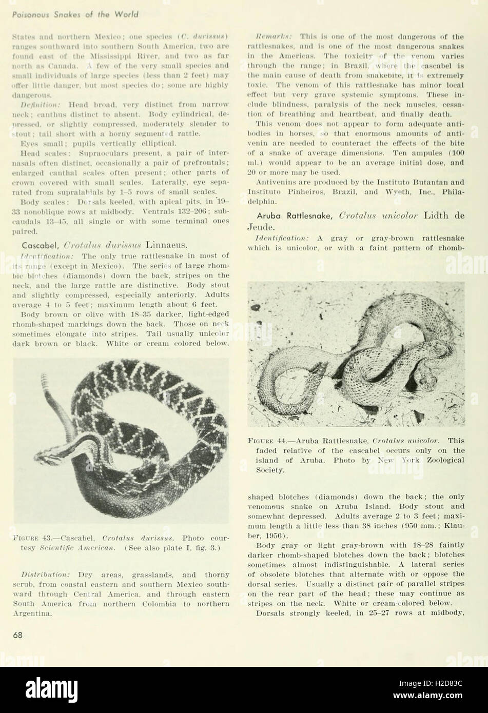 Poisonous snakes of the world (Page 68 Stock Photo - Alamy