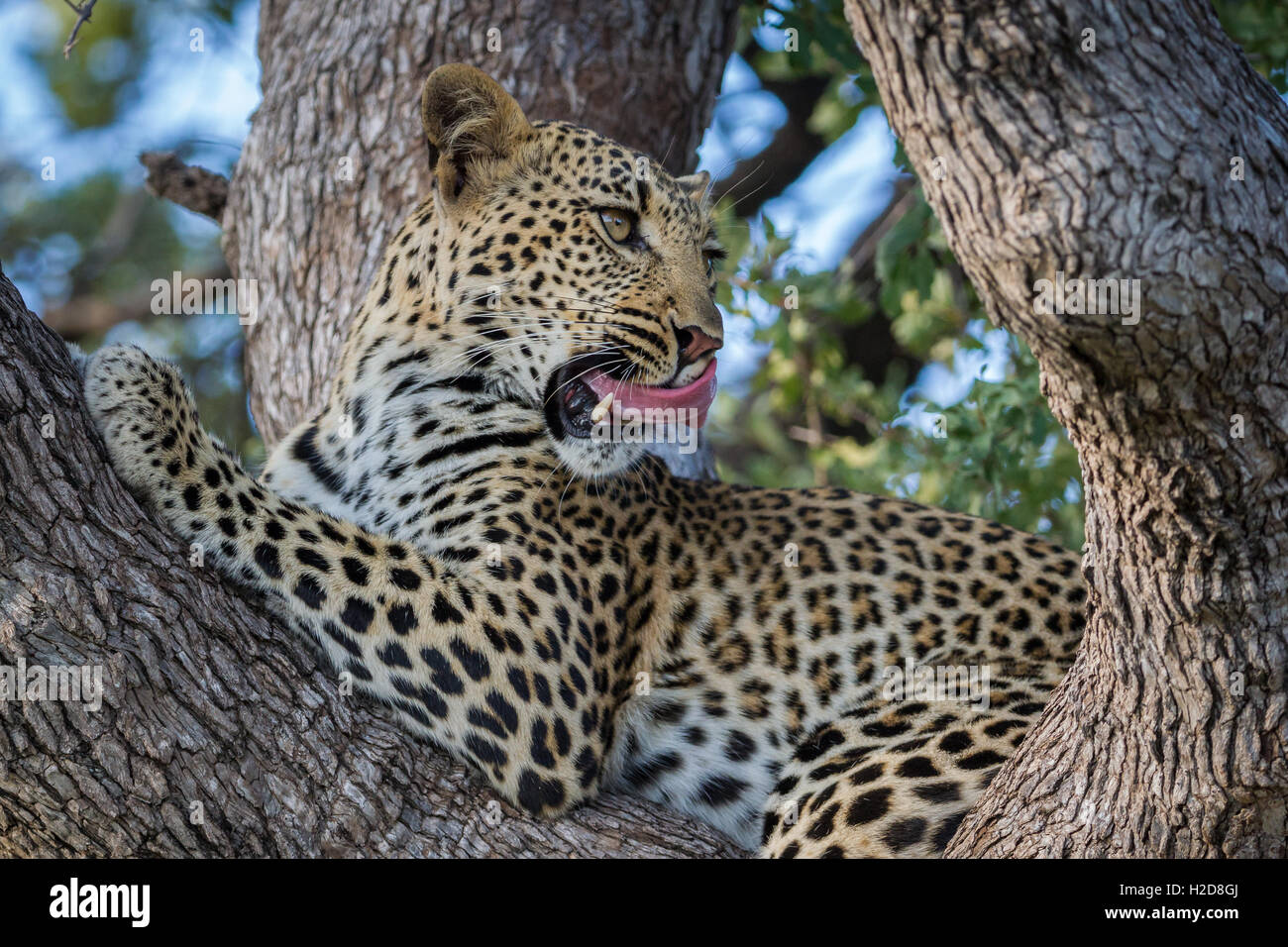 Close up leopard portrait, licking her lips, framed in the fork of a large leadwood tree in Southern Botswana. Stock Photo