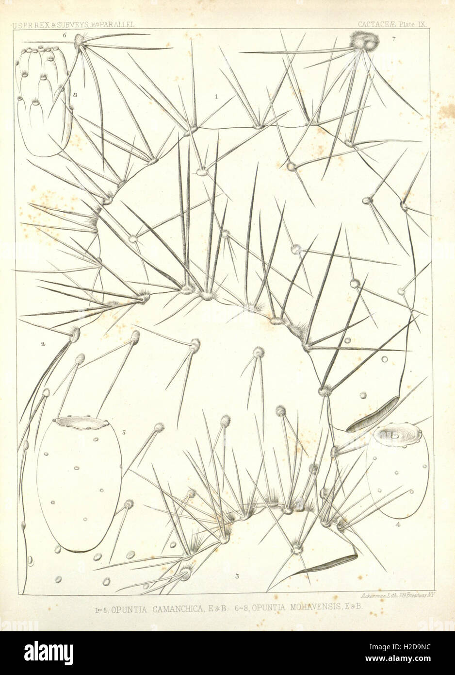 Route near the thirtyfifth parallel explored by Lieutenant A.W