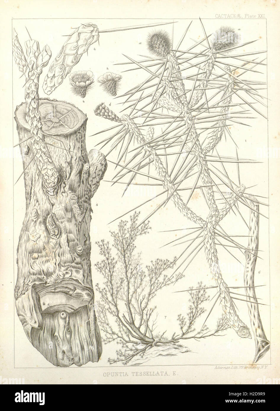 Route near the thirtyfifth parallel explored by Lieutenant A.W