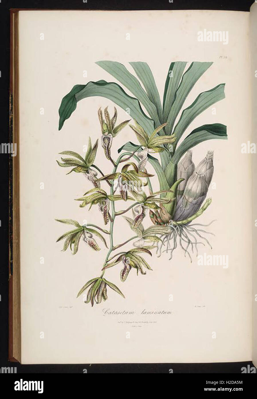 A botanical work detailing various species of orchids, with ...