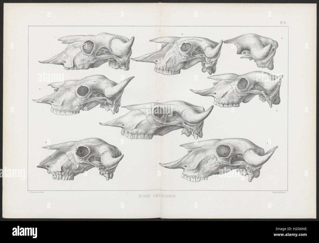 This work provides information on both living and extinct American ...