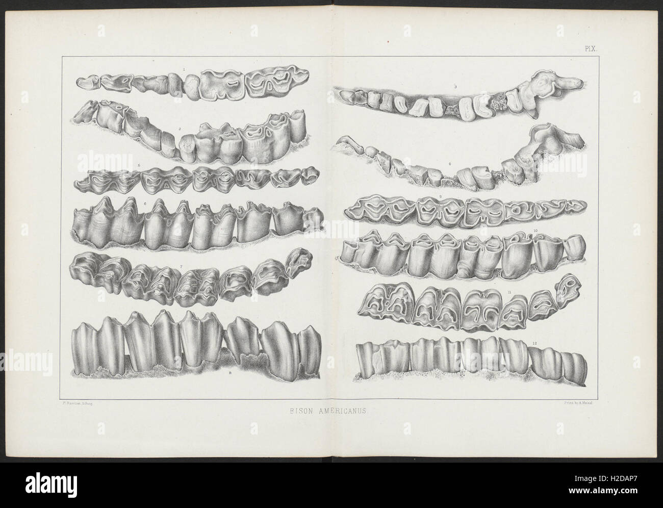 This plate from 'The American Bisons' features illustrations of both ...