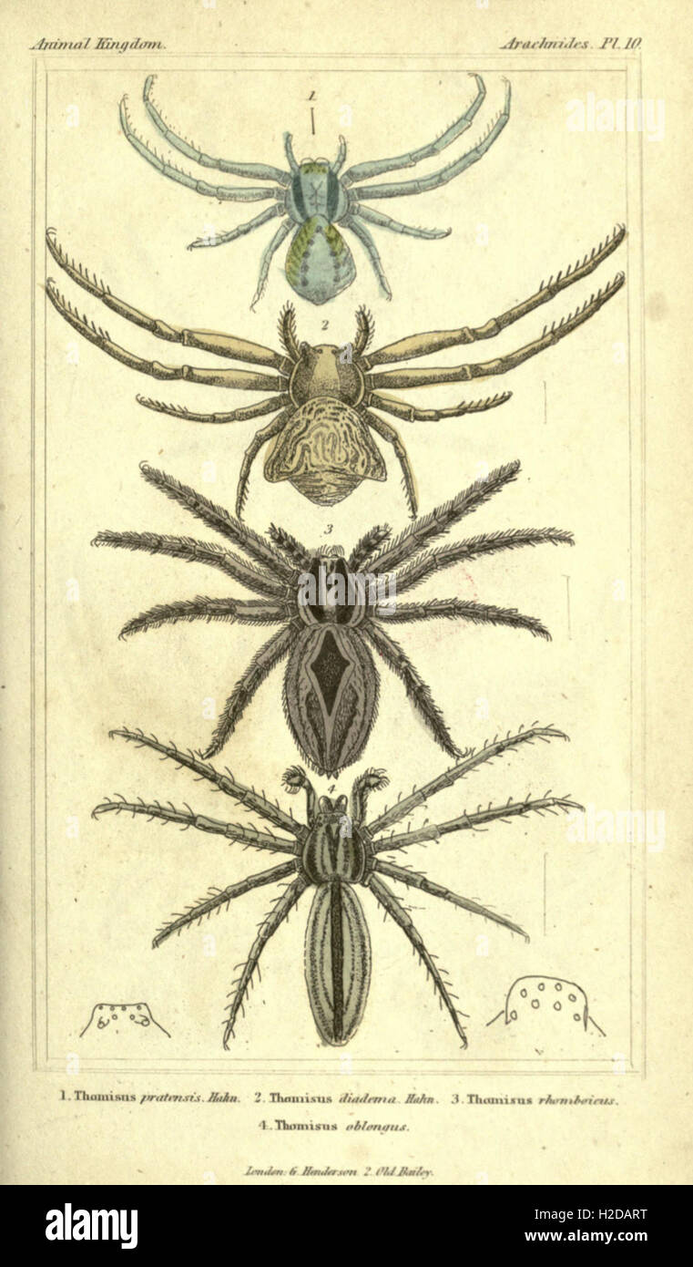 This work provides a systematic classification of animals with a focus