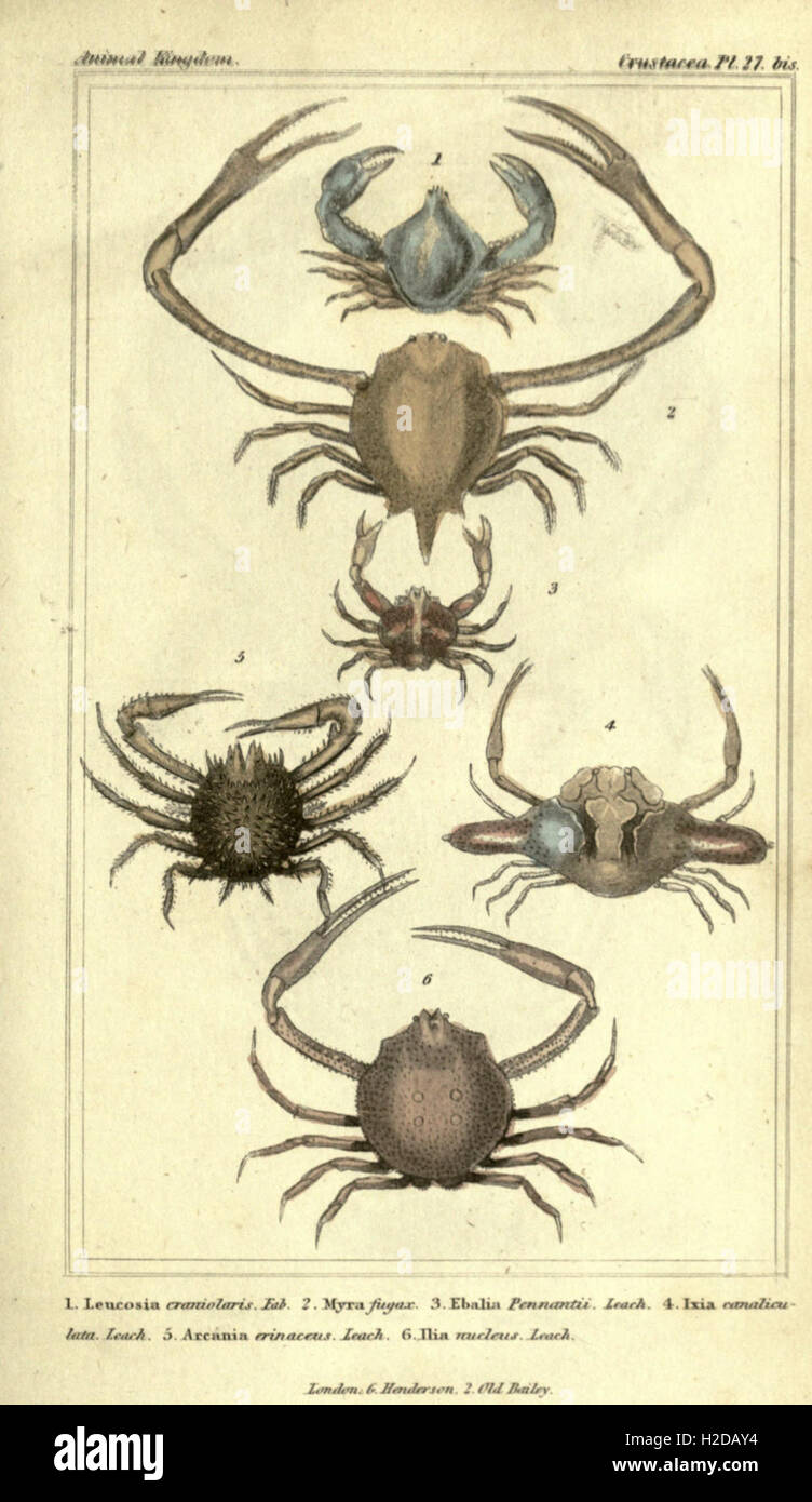 A detailed classification of animals, focusing on Crustacea and their ...