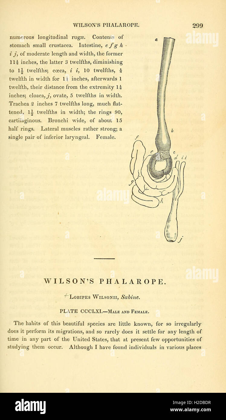 The birds of America Stock Photo Alamy