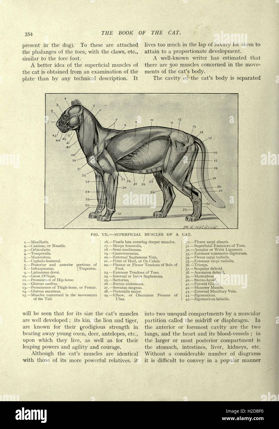 Aspect Of The Cat