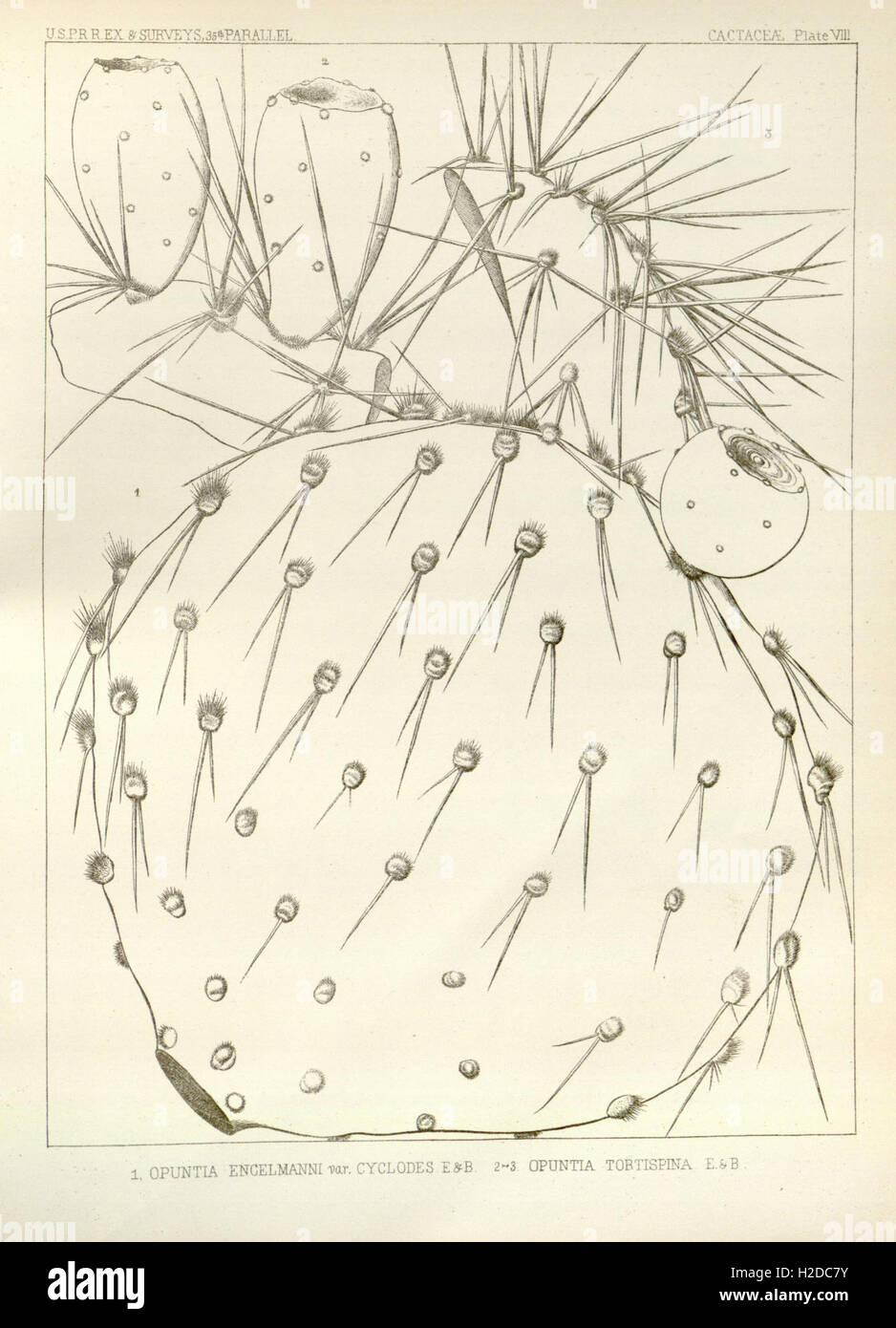 George Engelmann This work compiles the botanical research of George Engelmann, focusing ...