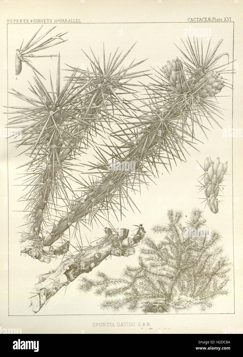 George Engelmann A collection of botanical illustrations and descriptions by George ...