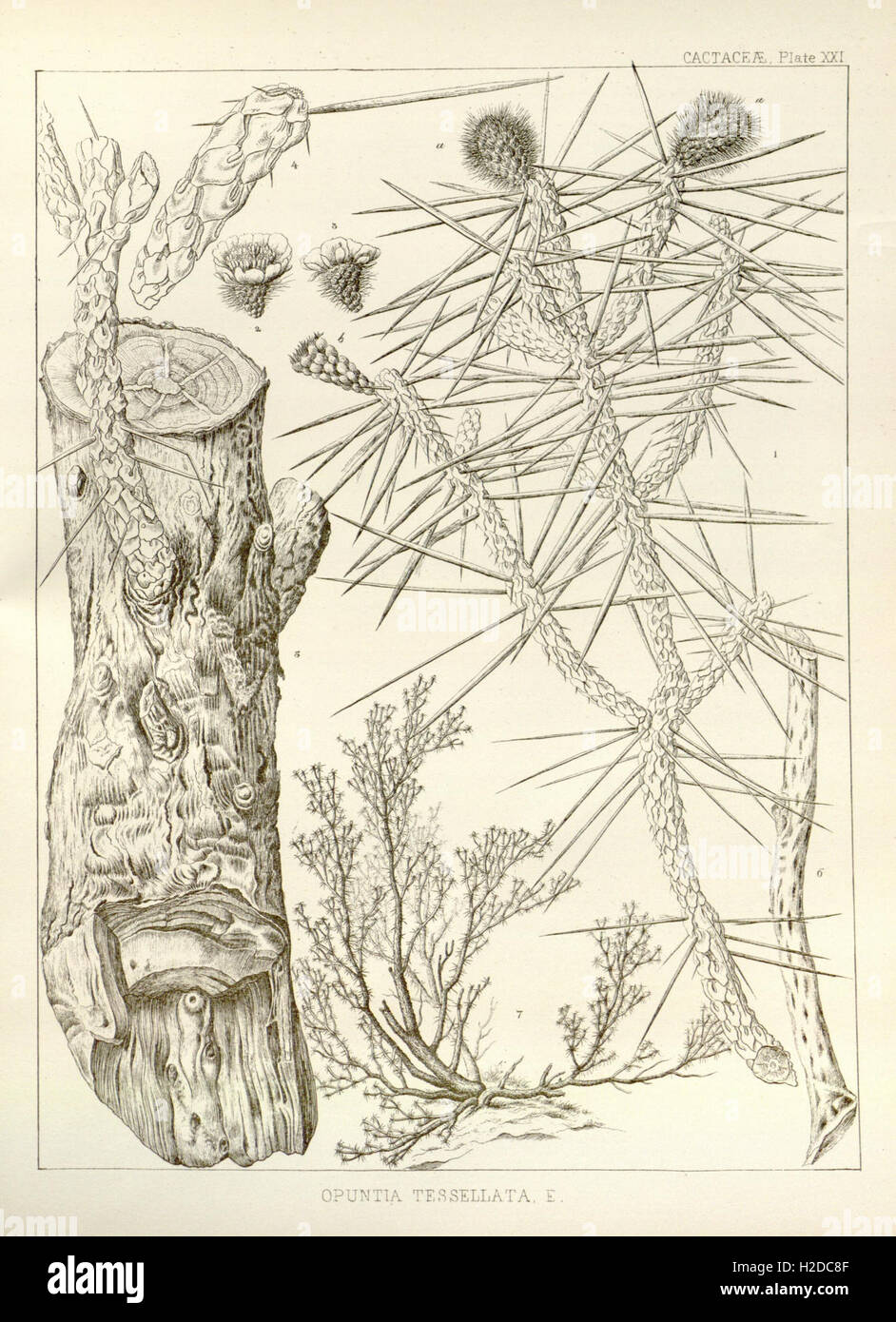 George Engelmann A compilation of George Engelmann's botanical works, focusing on plant ...