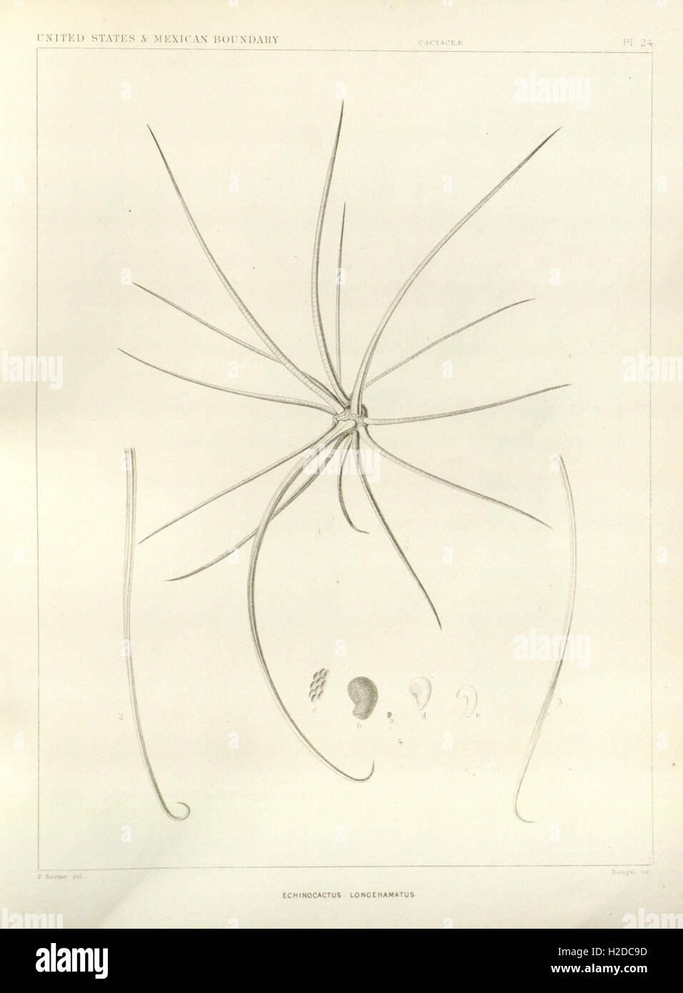 George Engelmann A collection of George Engelmann's botanical works, including extensive ...