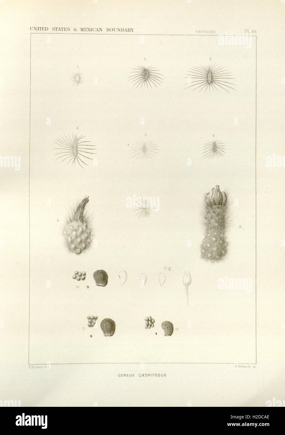 George Engelmann A collection of botanical works by George Engelmann, compiled for Henry ...