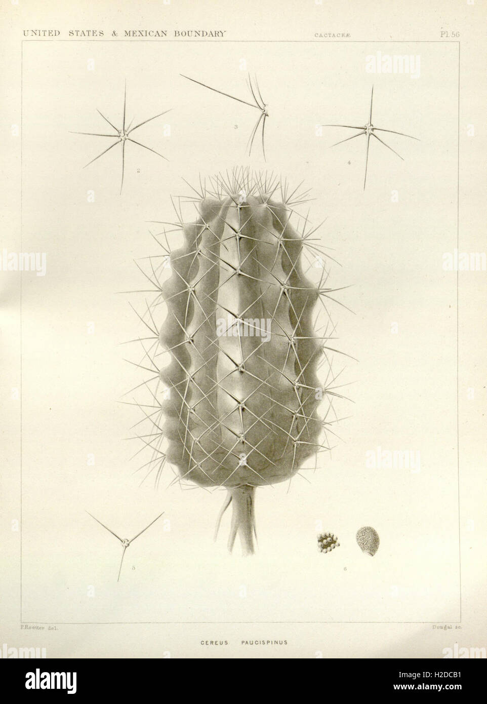 George Engelmann A compilation of botanical works by George Engelmann, focusing on plant ...