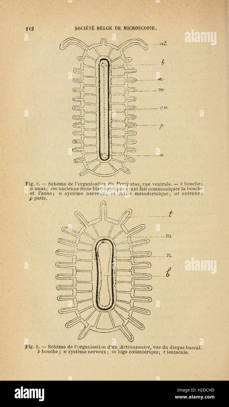 Annales de la Société belge de microscopie (Page 112) Stock Photo