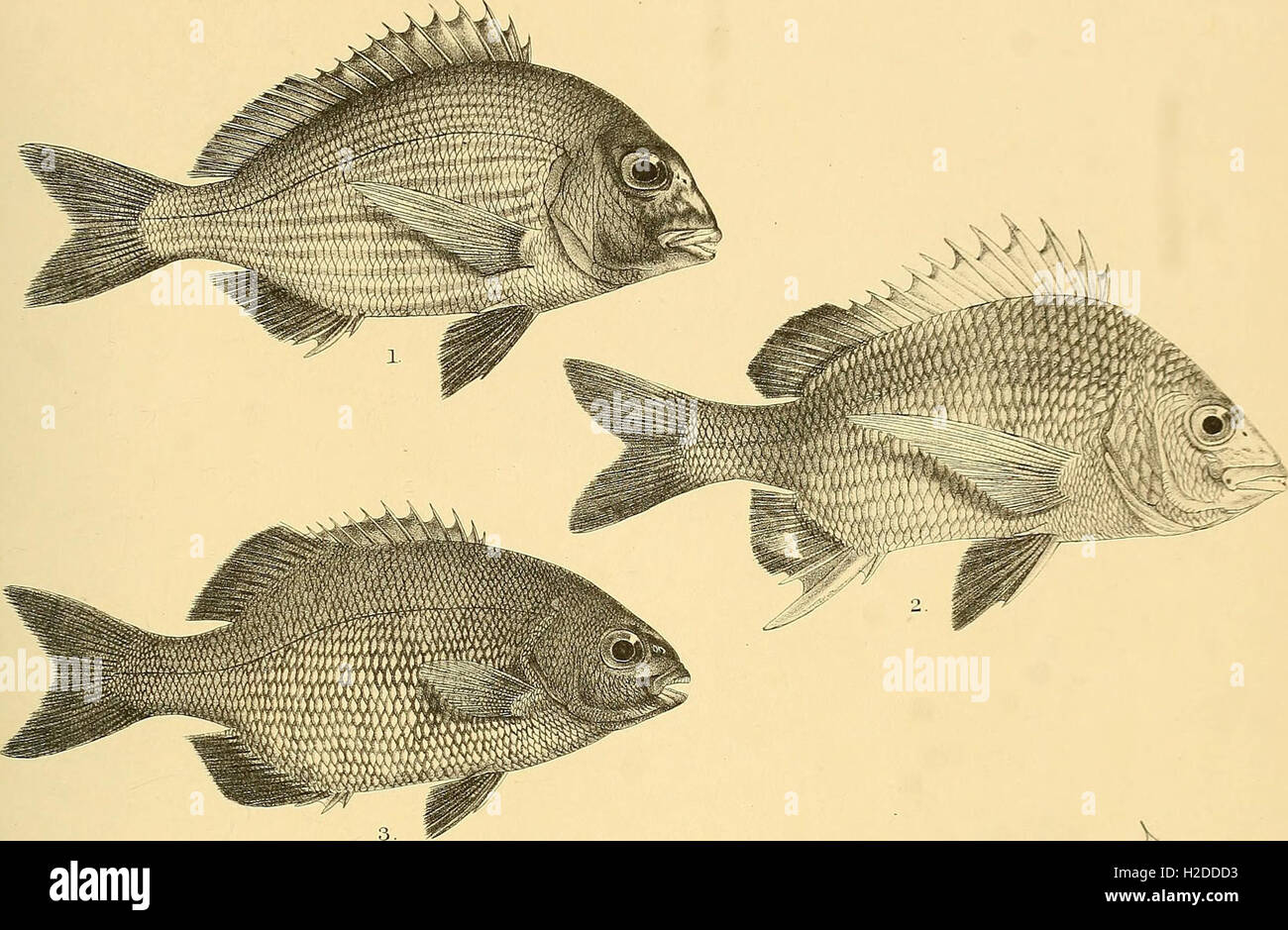 A historical account of the fish species inhabiting the seas and ...