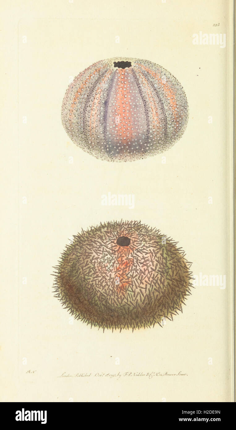 The naturalist's miscellany, or Coloured figures of natural objects ...