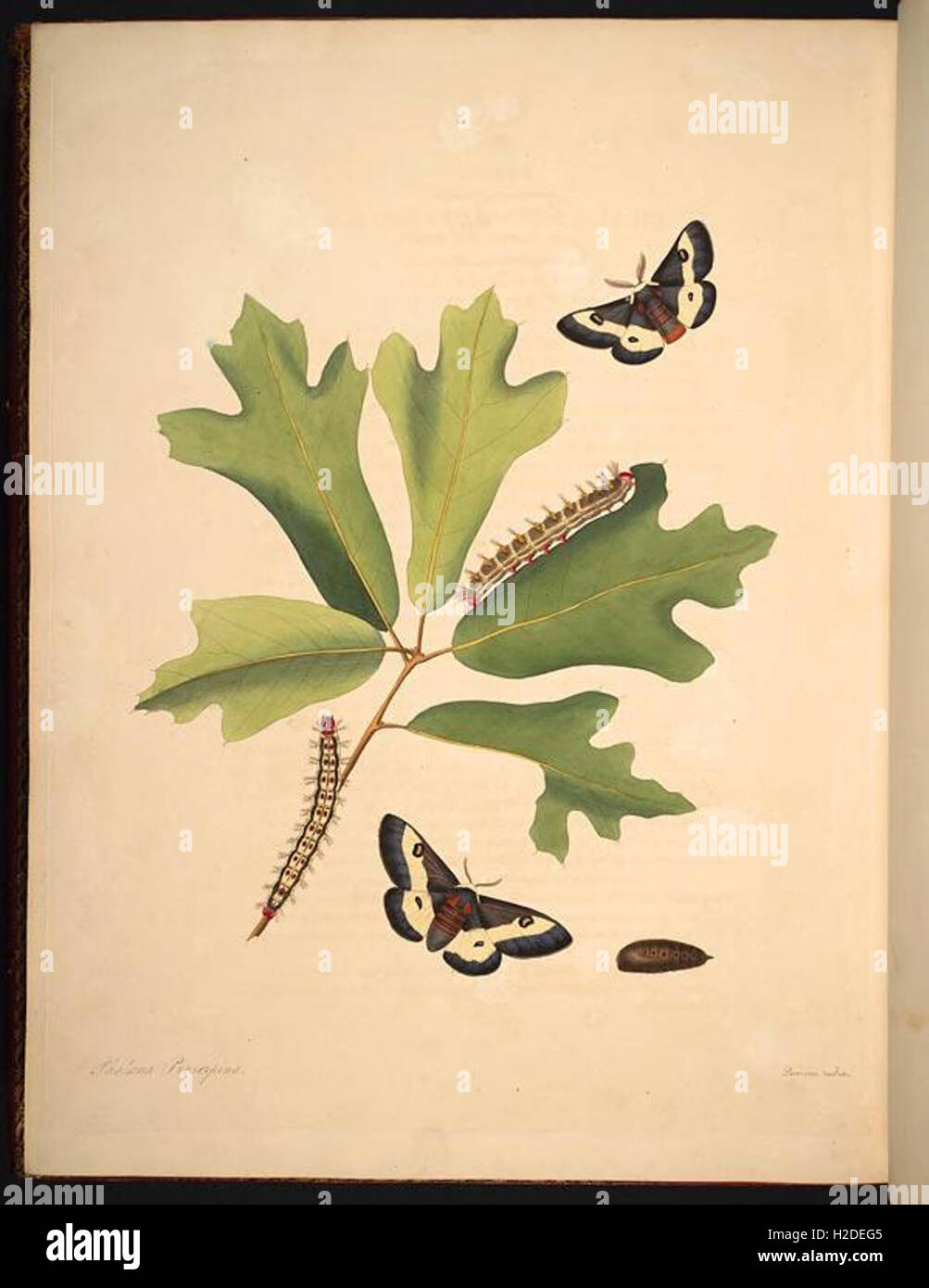 The natural history of the rarer lepidopterous insects of Georgia (Tab. L Stock Photo