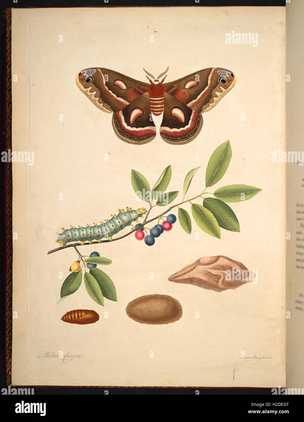 The natural history of the rarer lepidopterous insects of Georgia (Tab. XLV Stock Photo