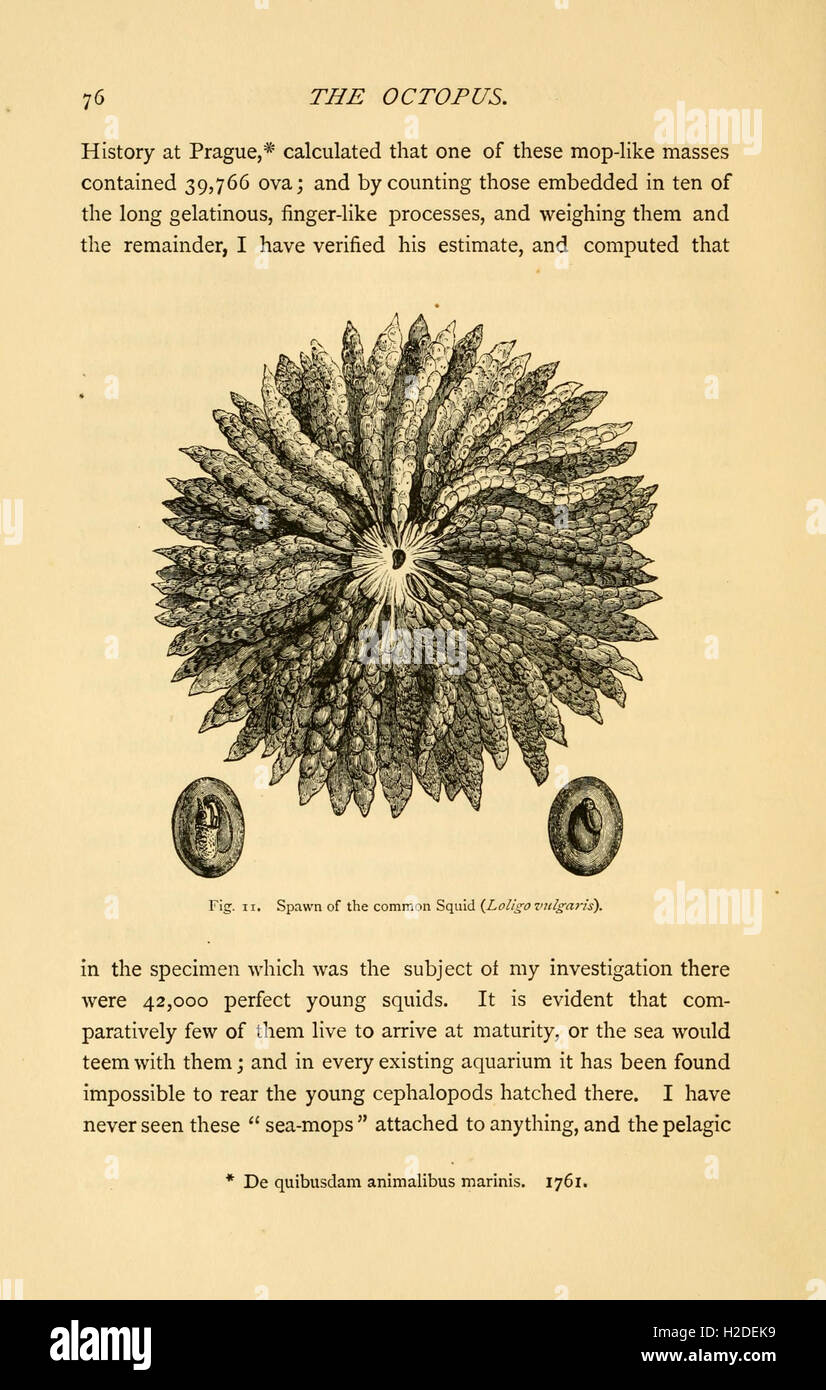 Farm-bred Octopus: A Benefit To The Species Or An Act Of Cruelty
