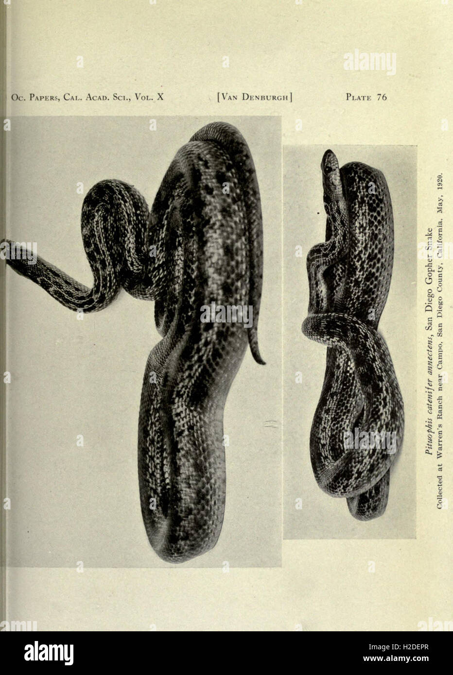 The reptiles of western North America Stock Photo Alamy