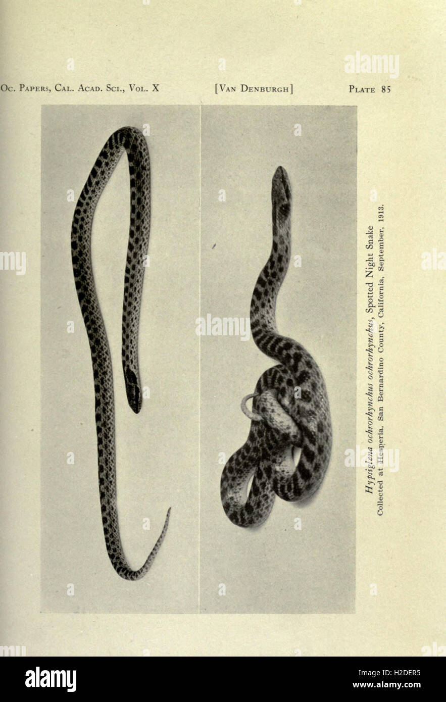 The reptiles of western North America Stock Photo Alamy