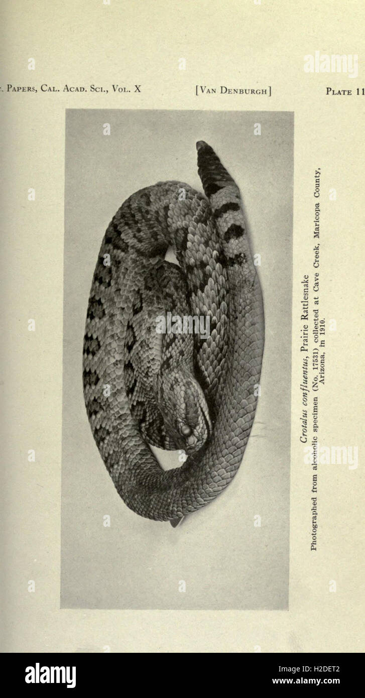 The reptiles of western North America Stock Photo Alamy