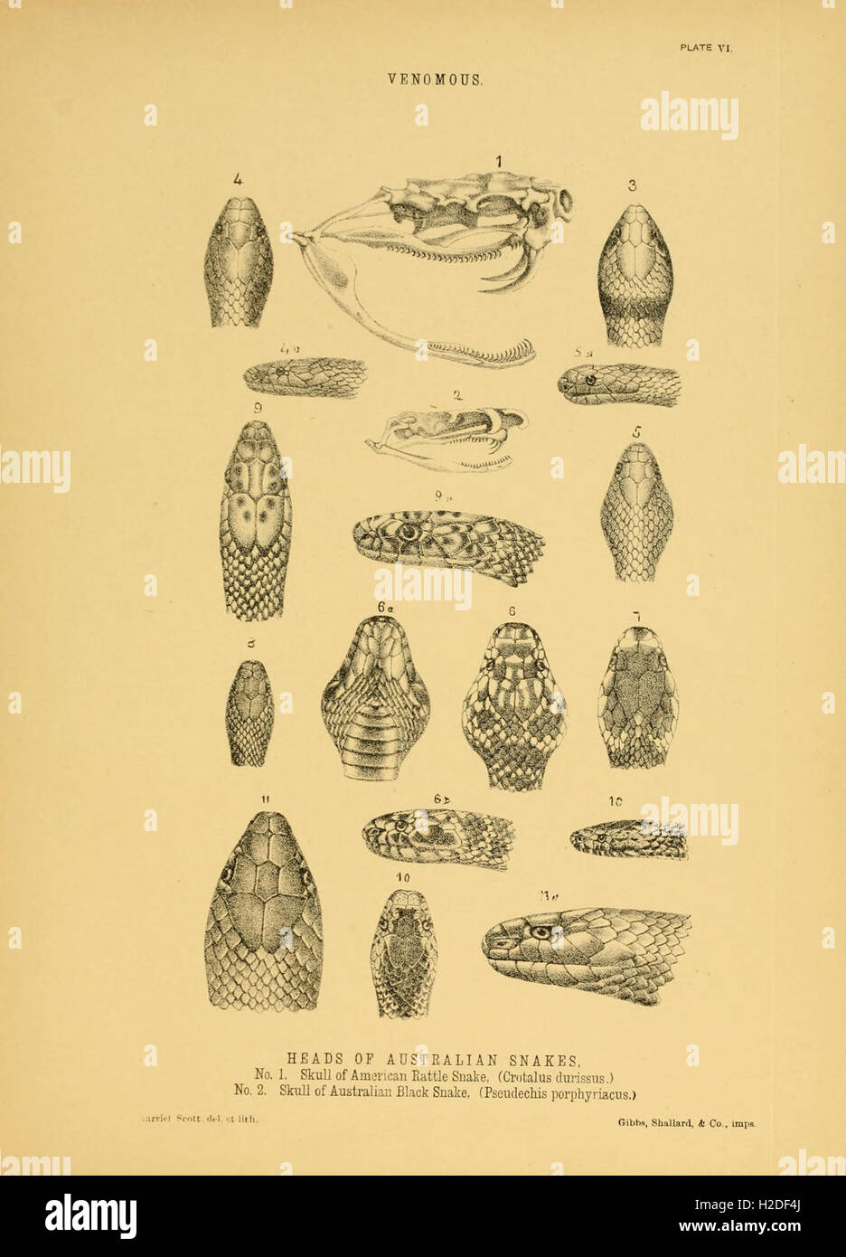 Snake Description This work provides detailed descriptions and illustrations of various ...