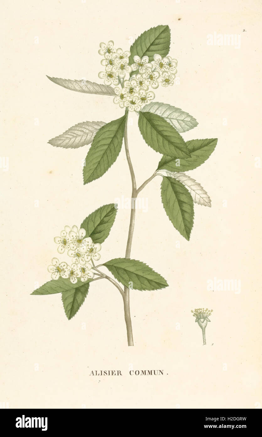 A detailed work on forest trees, presenting comprehensive information ...