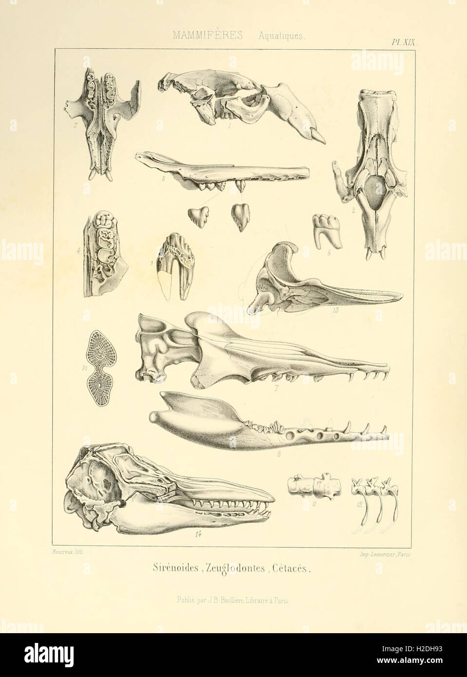 Traité de paléontologie (Pl. XIX) Stock Photo
