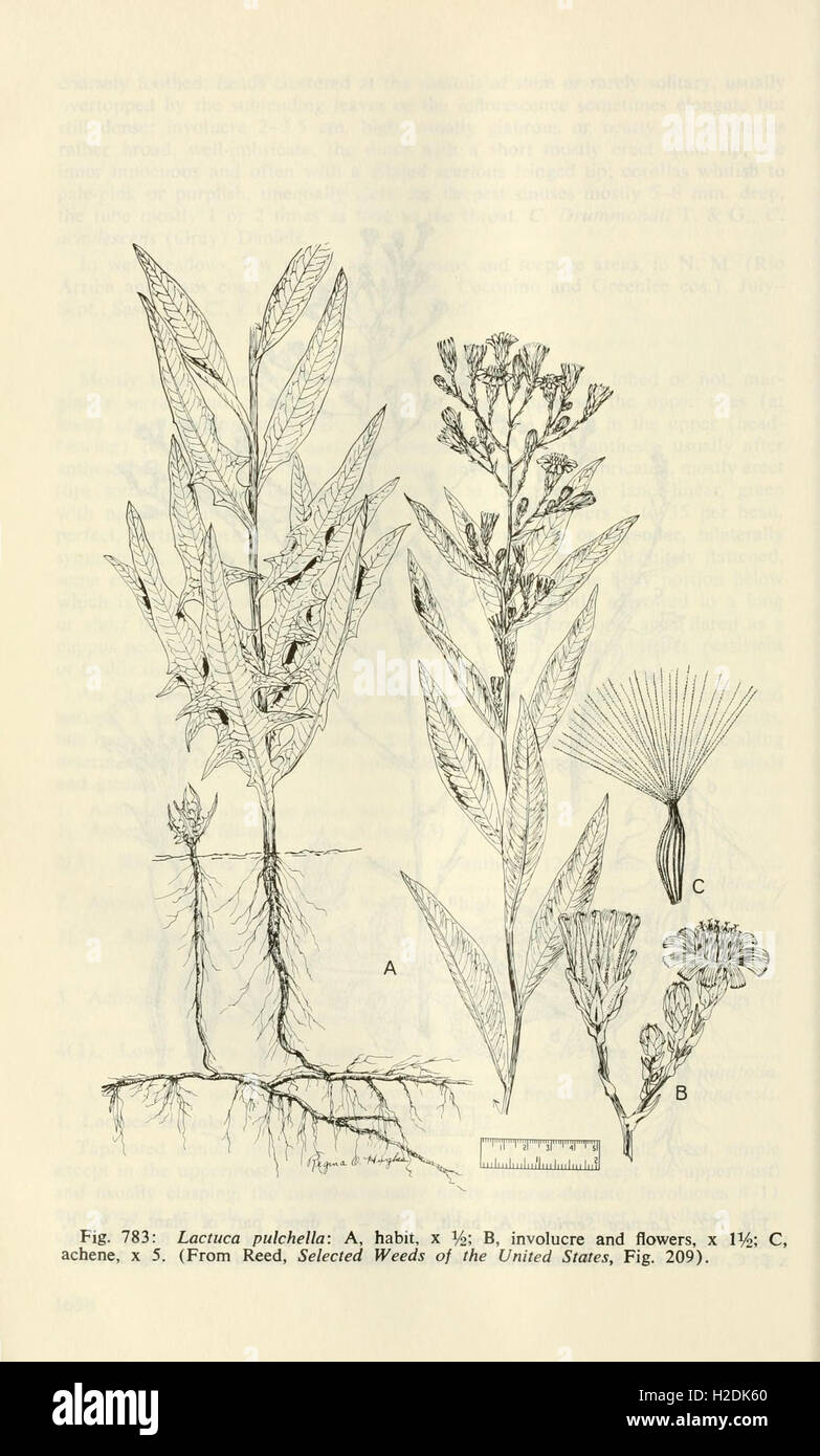 Map united states 1700 hi res stock - Aquatic And Wetland Plants Of Southwestern United States Page 1700 H2DK60 