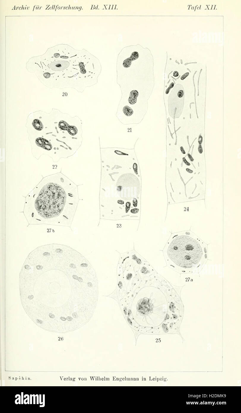 Various cellular processes hi-res stock photography and images - Alamy