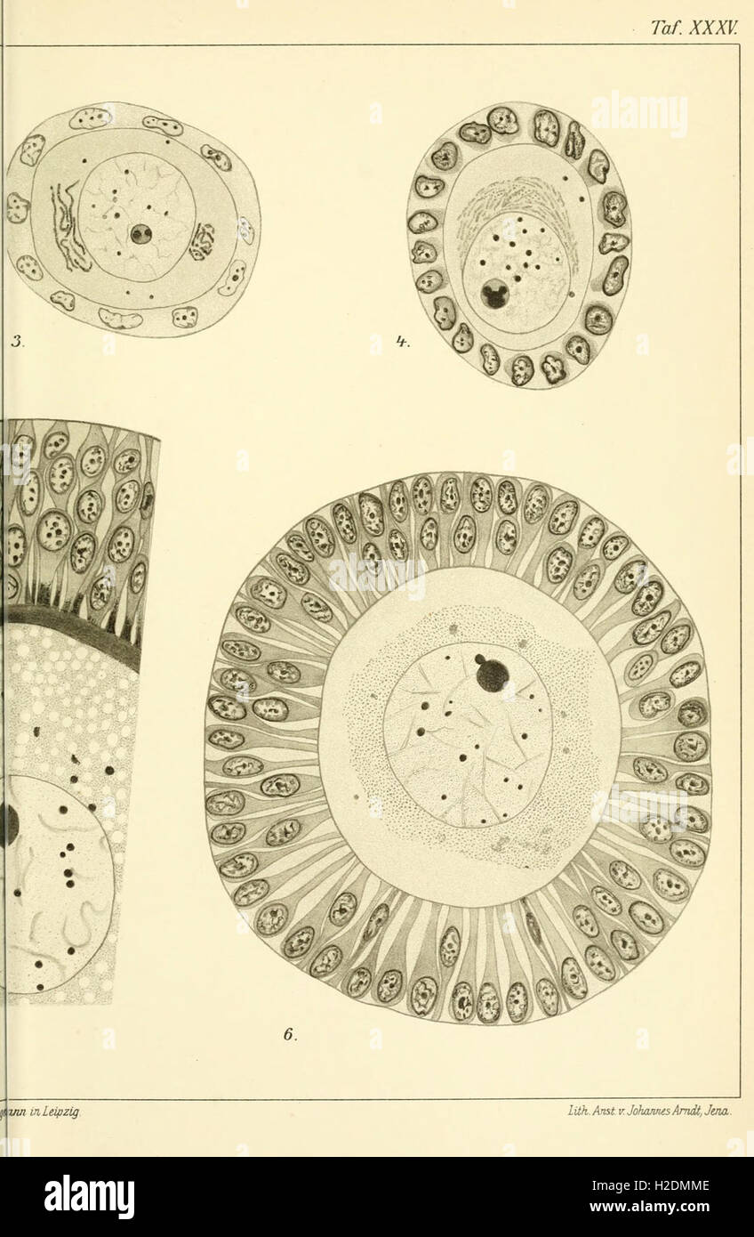 A journal focused on cellular research, publishing studies related to ...